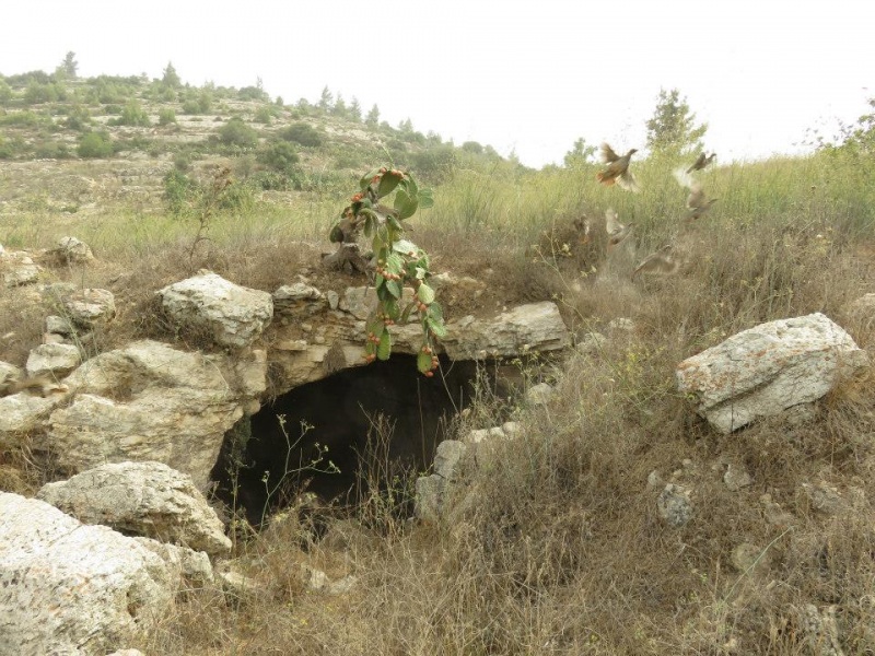 קובץ:אומורב.jpg