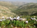 תמונה ממוזערת לגרסה מתאריך 07:44, 26 במרץ 2014