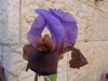 איריס ניצן 21-4-13 גינתי שמידע-1.JPG