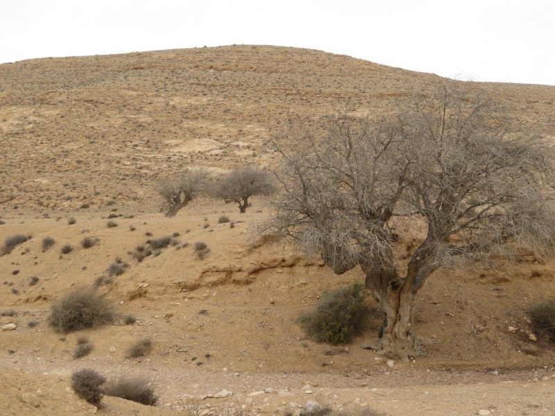 קובץ:אלותצין.jpg