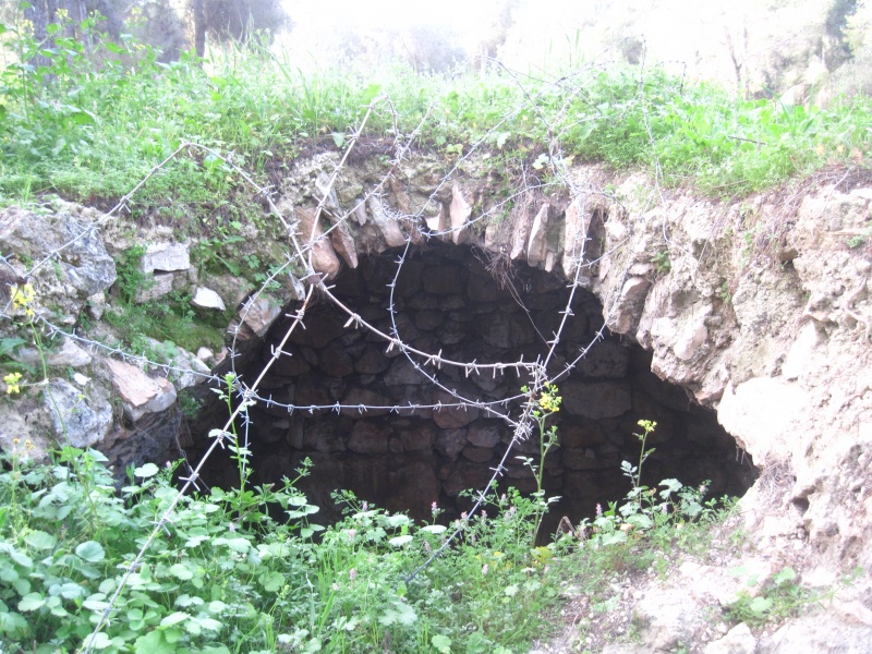 קובץ:בארקמרוןחריצה.JPG