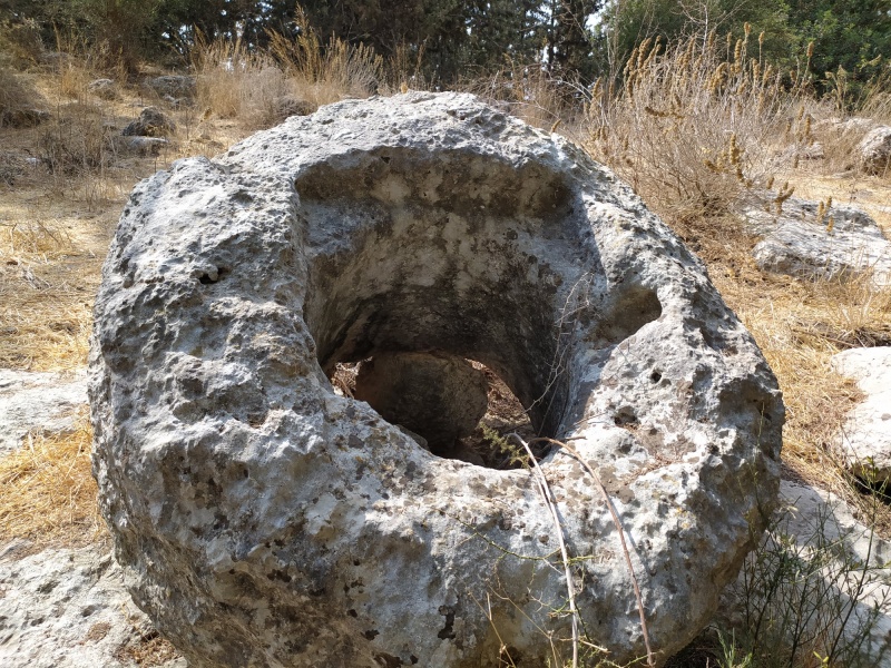 קובץ:בורחוליהחתולה.jpg