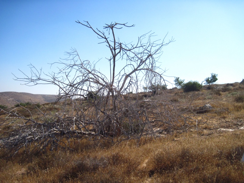 קובץ:בירחרבתאנצרני.JPG