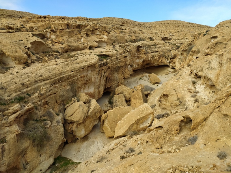 קובץ:גבינוארעל.jpg