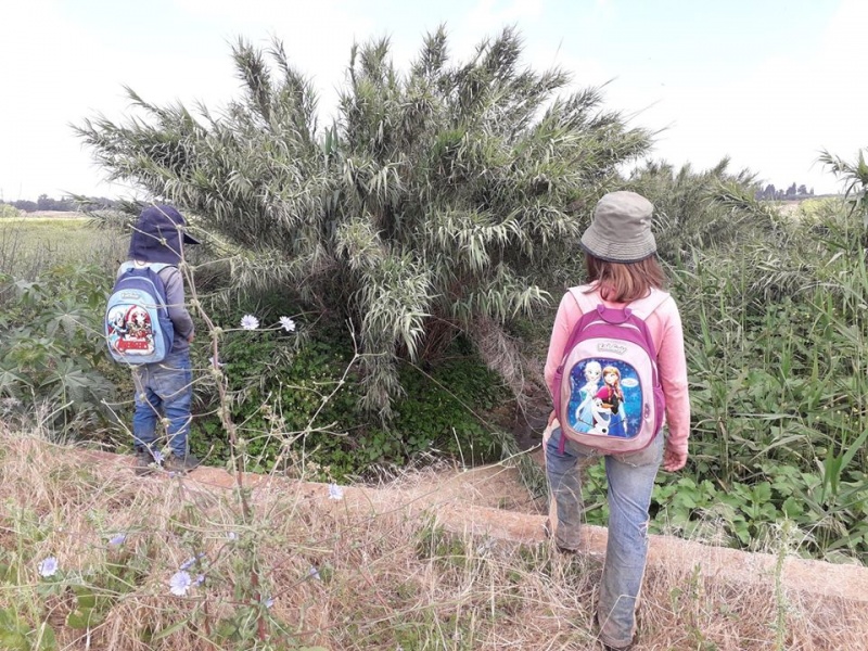 קובץ:גשרתעלתשרק.jpg