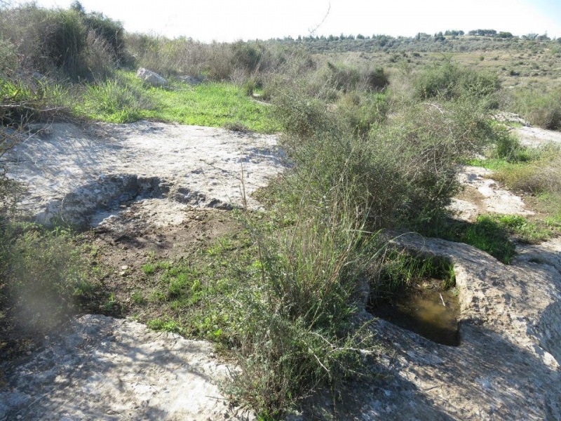 קובץ:גתגיזב.jpg