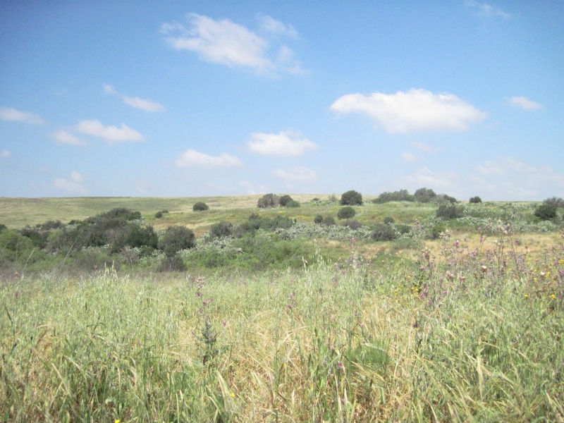 קובץ:דליתארוחה.JPG