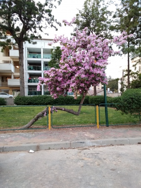 קובץ:הגן במבט מרחוב שזר.jpg