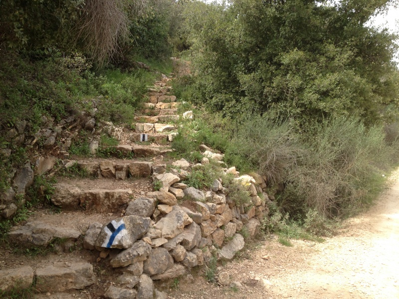 קובץ:המדרגות לאדמוניות.JPG