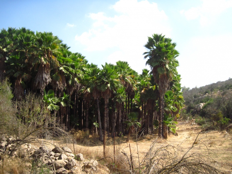 קובץ:וושינגטוןבמטע.JPG