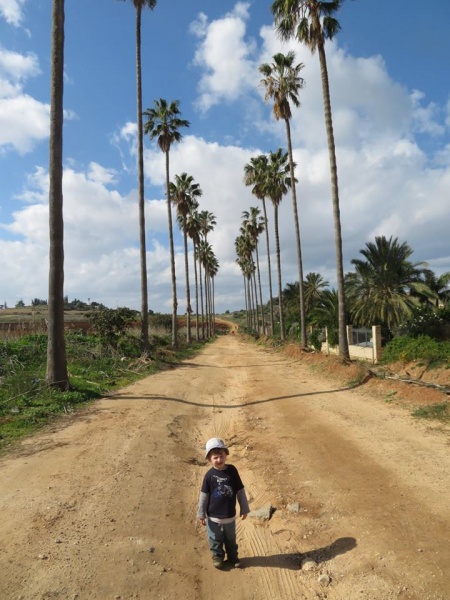 קובץ:וושינגטוניותנסציונה.jpg