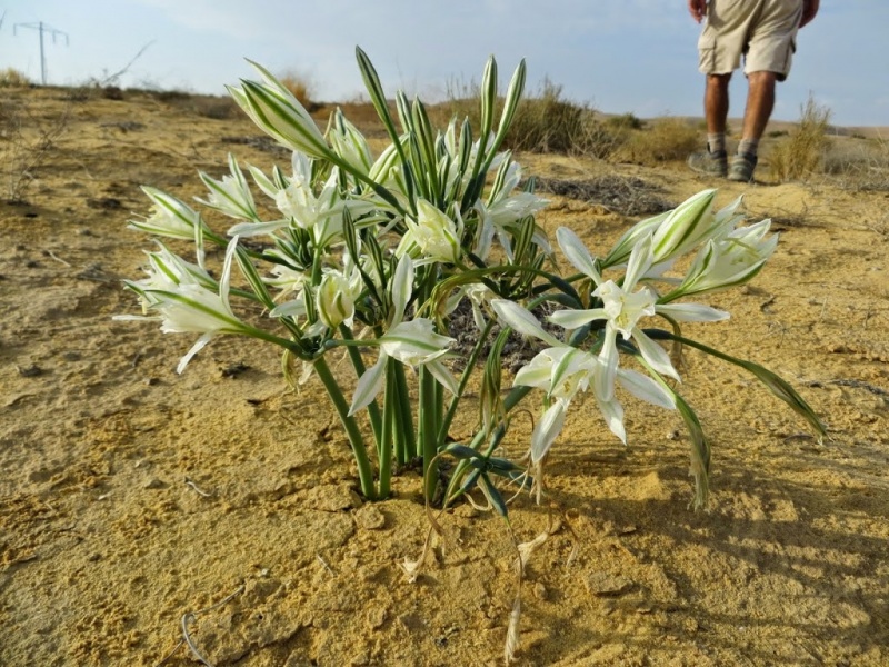 קובץ:חבצלת הנגב.JPG