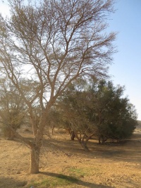 חושהכבישקרן.jpg