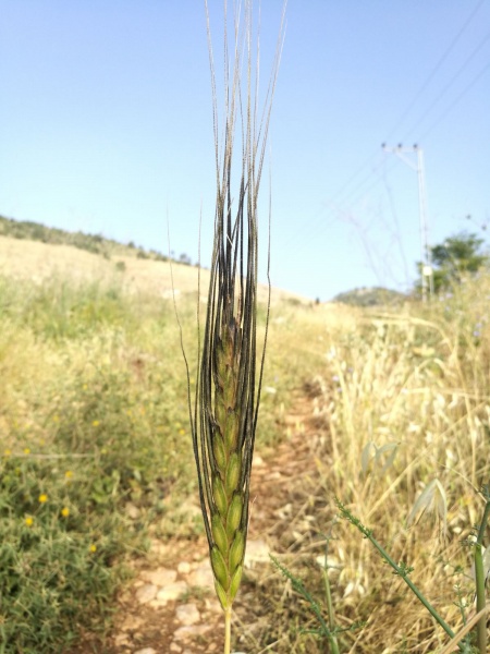 קובץ:חיטת הבר מלען-שחור 7.5.18 חד-נס.jpg