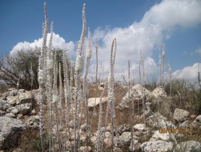 קובץ:חצבים.JPG