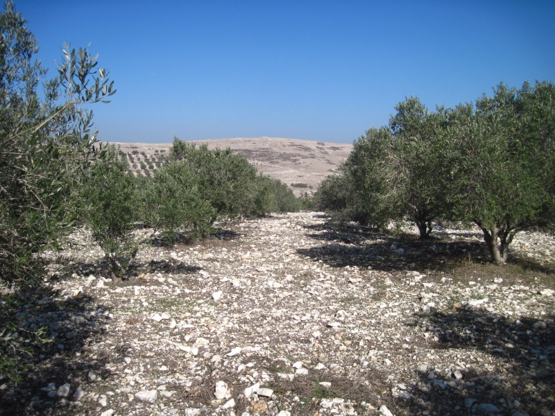 קובץ:חרבהבמטעזית.JPG