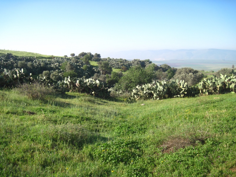 קובץ:חרבתכפרא.JPG