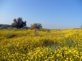 תמונה ממוזערת לגרסה מתאריך 09:37, 6 במרץ 2015