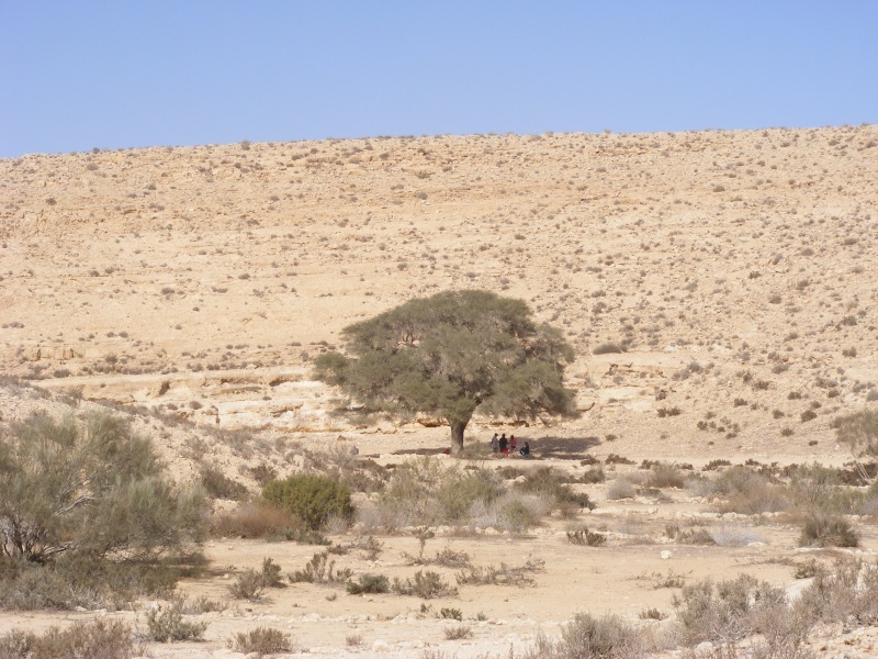 קובץ:טללים שיבטה 018.jpg