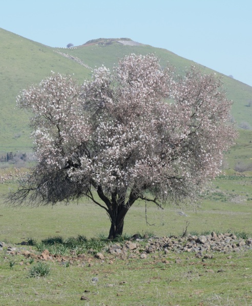 קובץ:יוסיפון רמתניה 003 (2).jpg