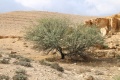 תמונה ממוזערת לגרסה מתאריך 10:34, 29 באוקטובר 2019