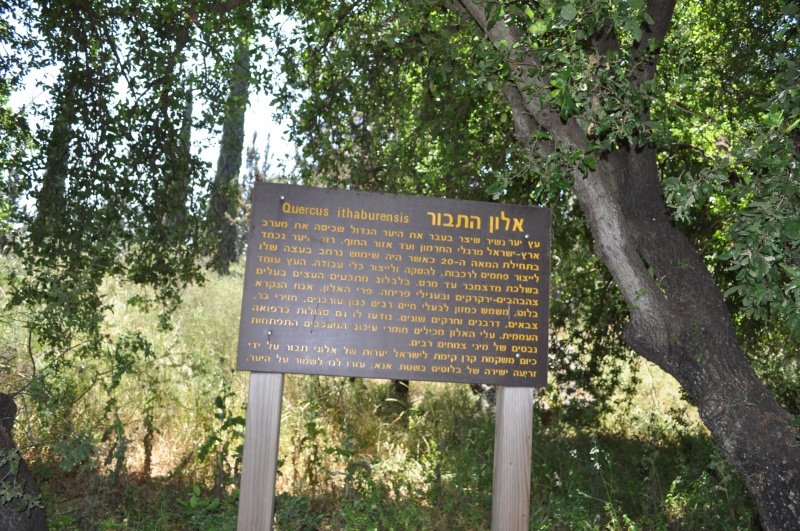 קובץ:יער האלונים סמוך לצור נתן.jpg