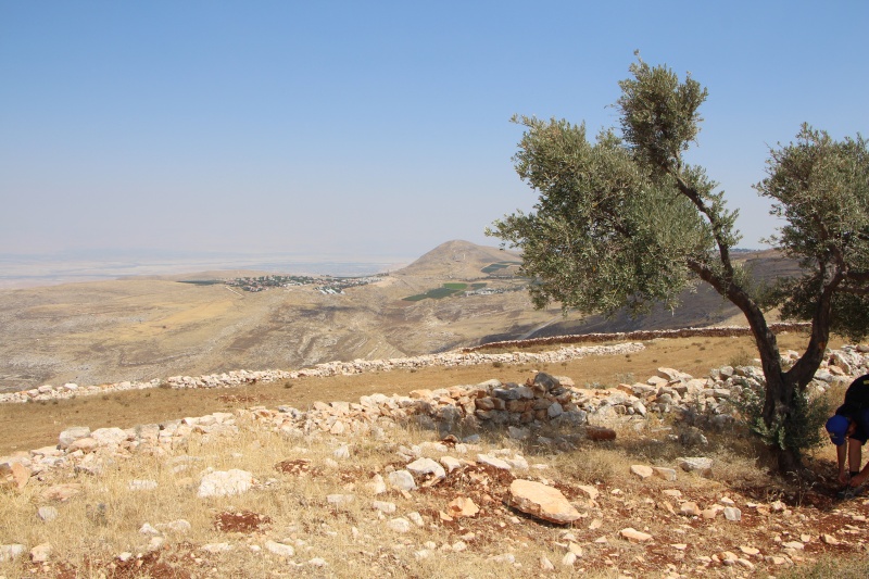 קובץ:כוכב השחר ברקע מעצי הזית.JPG