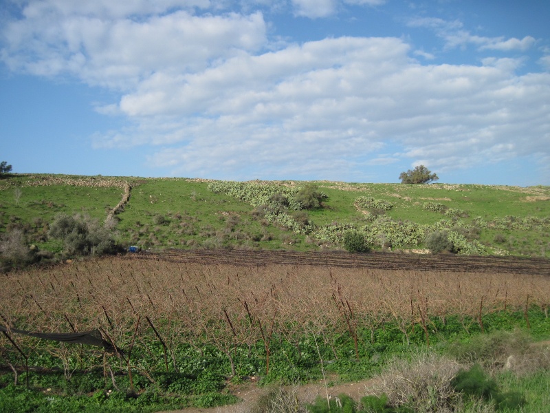 קובץ:כפרלכיש.JPG