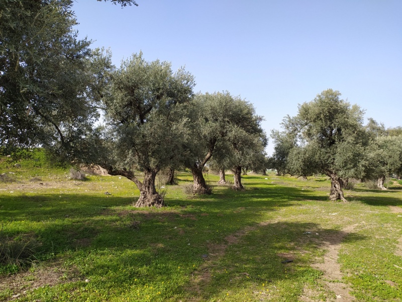 קובץ:כרםביקלוד.jpg