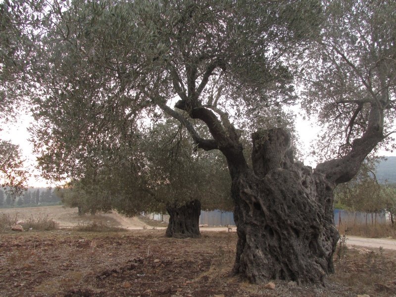 קובץ:כרםזיתעתיק.JPG