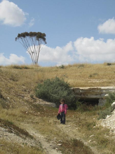 קובץ:מאגחצר1.jpg