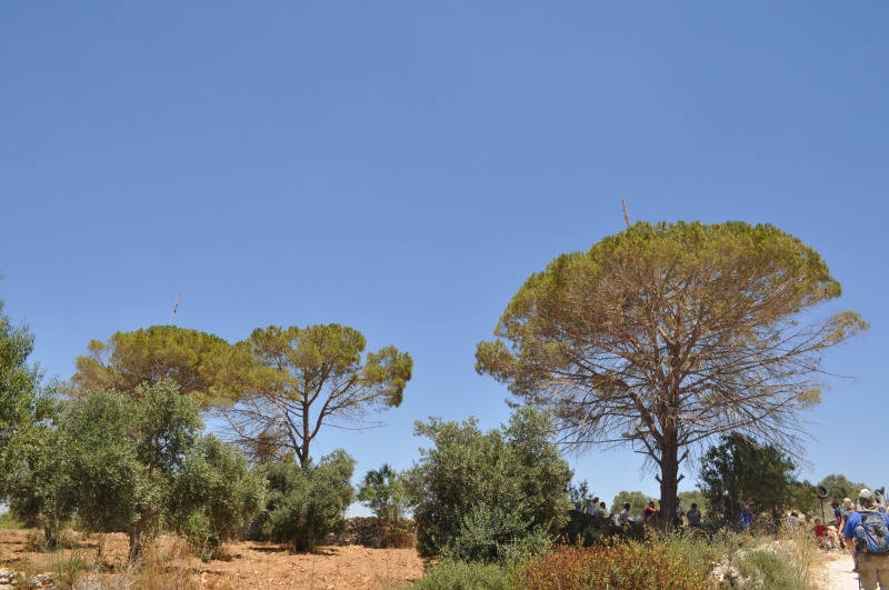 קובץ:מעיינות ממערב לסלפית 148.jpg