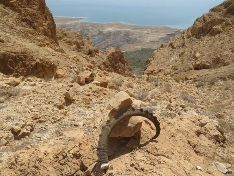 קובץ:מעלהנחלקנהקרן.jpg