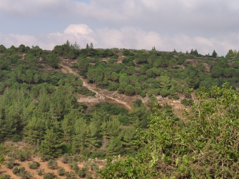 קובץ:מעלה יחד.jpg