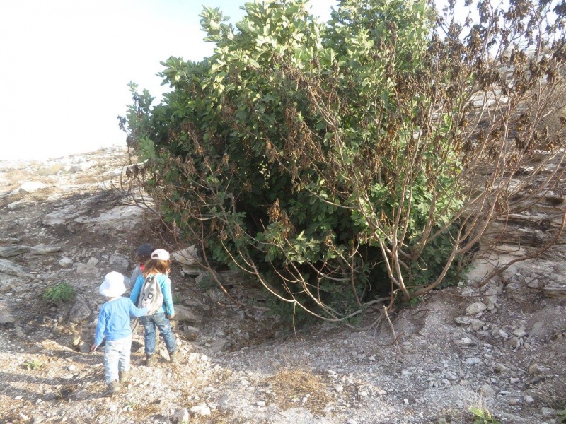 קובץ:מערתאנהגדרהפ.jpg