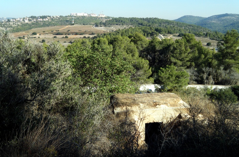 קובץ:משלט 17 ושורש ברקע.JPG