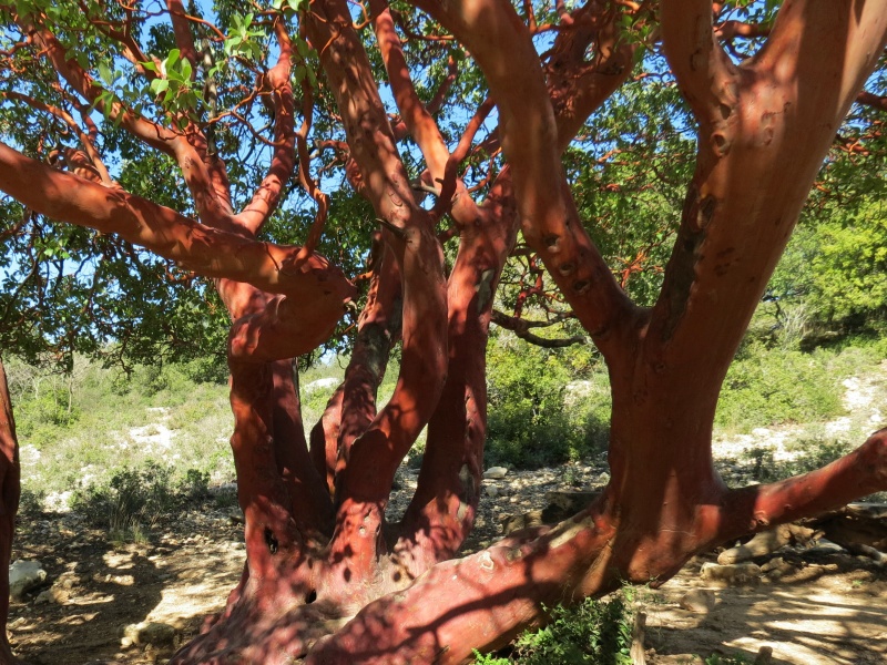 קובץ:מתת הקטלב הגדול.JPG