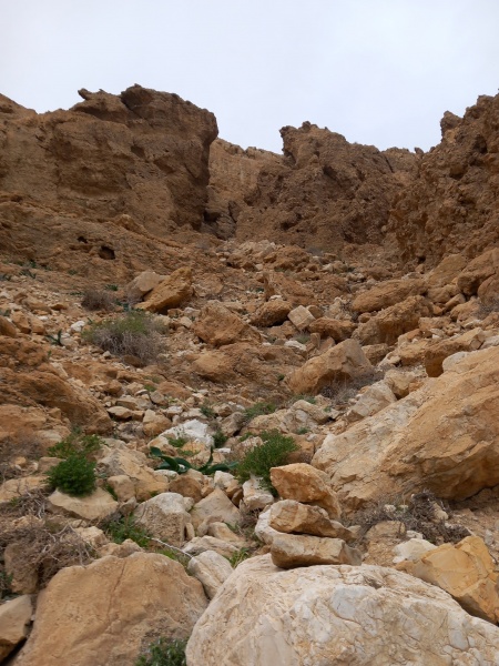 קובץ:סדקעליוןתאניםקדם.jpg