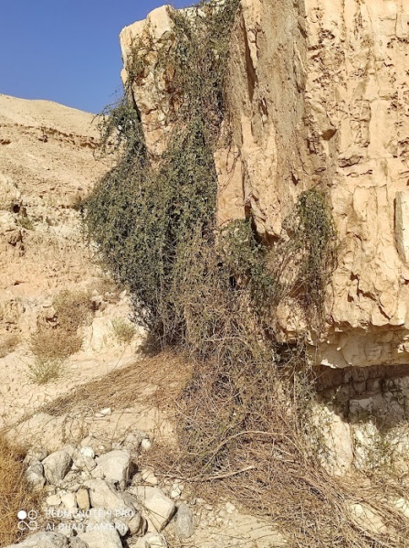 קובץ:סהרון משתלשל סלע נחל תחמס.jpg