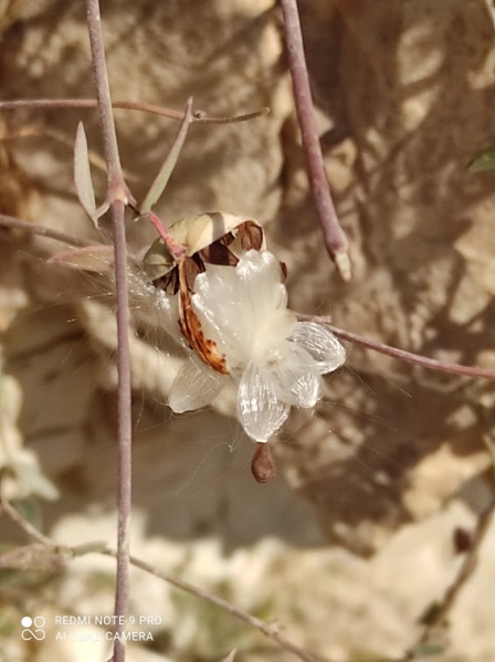 קובץ:סהרון משתלשל פרי.jpg