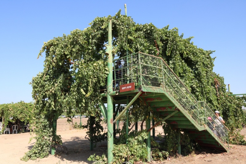 קובץ:סוכת רותם.jpg