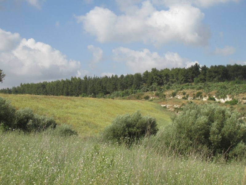 קובץ:סכראילון.jpg