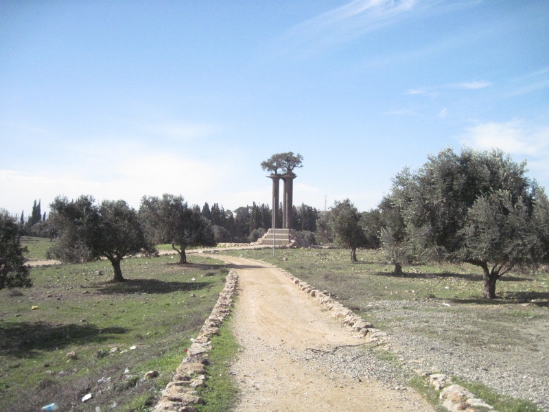 קובץ:עמודיזיתים.JPG