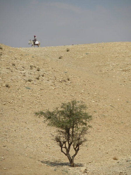 קובץ:עץבודדמוכליך.jpg