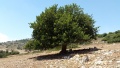 תמונה ממוזערת לגרסה מתאריך 12:07, 9 ביולי 2015