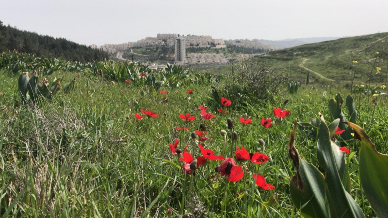 קובץ:פריחה מול הר חומה.jpeg