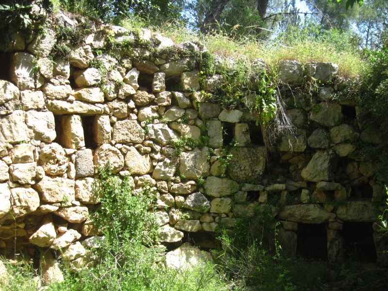 קובץ:קולומבריוםעקור.JPG