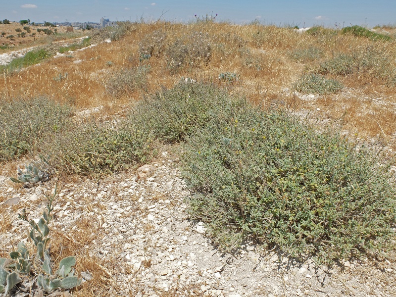 קובץ:קערורית שיחנית11.6.17 מר-אליאס ירושלים עוז-2.jpg