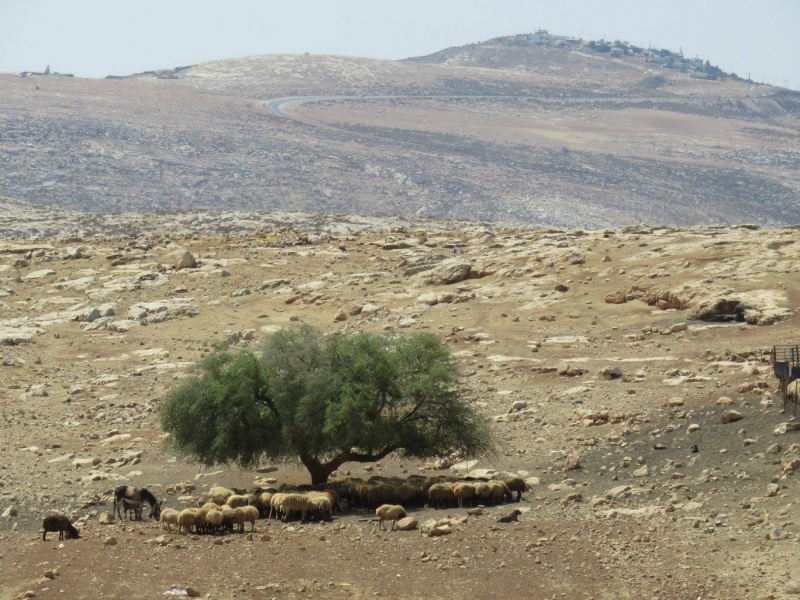 קובץ:שיזףכבשים.jpg