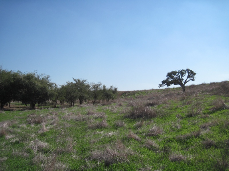 קובץ:שיזףשקמה.JPG